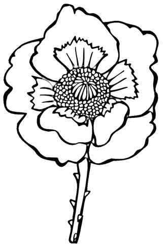 Flower Poppy  Coloring Page